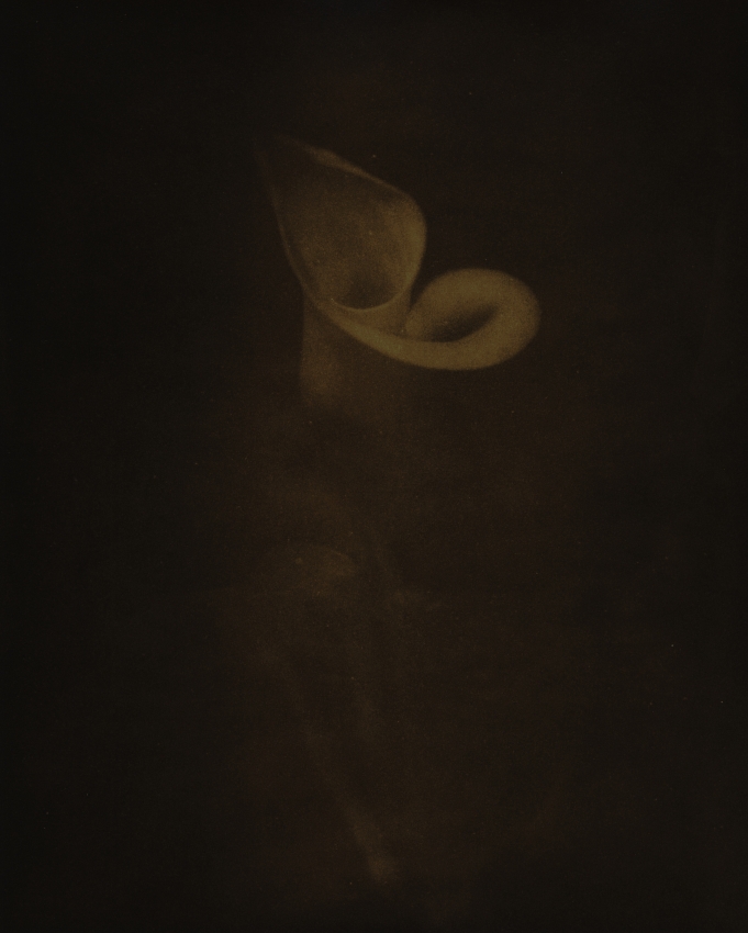 Calla Lith