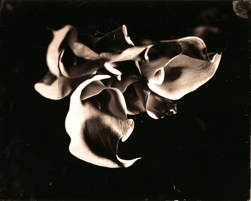 Callas
