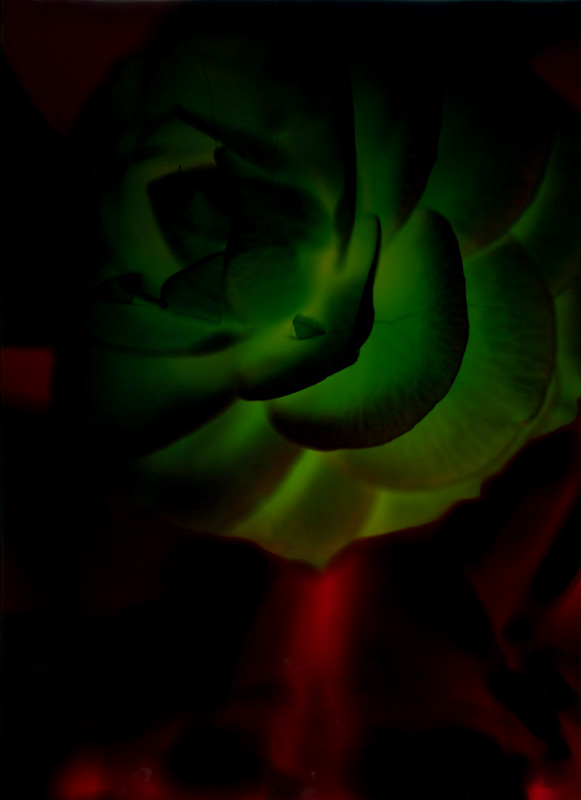 Camellia Paper Neg