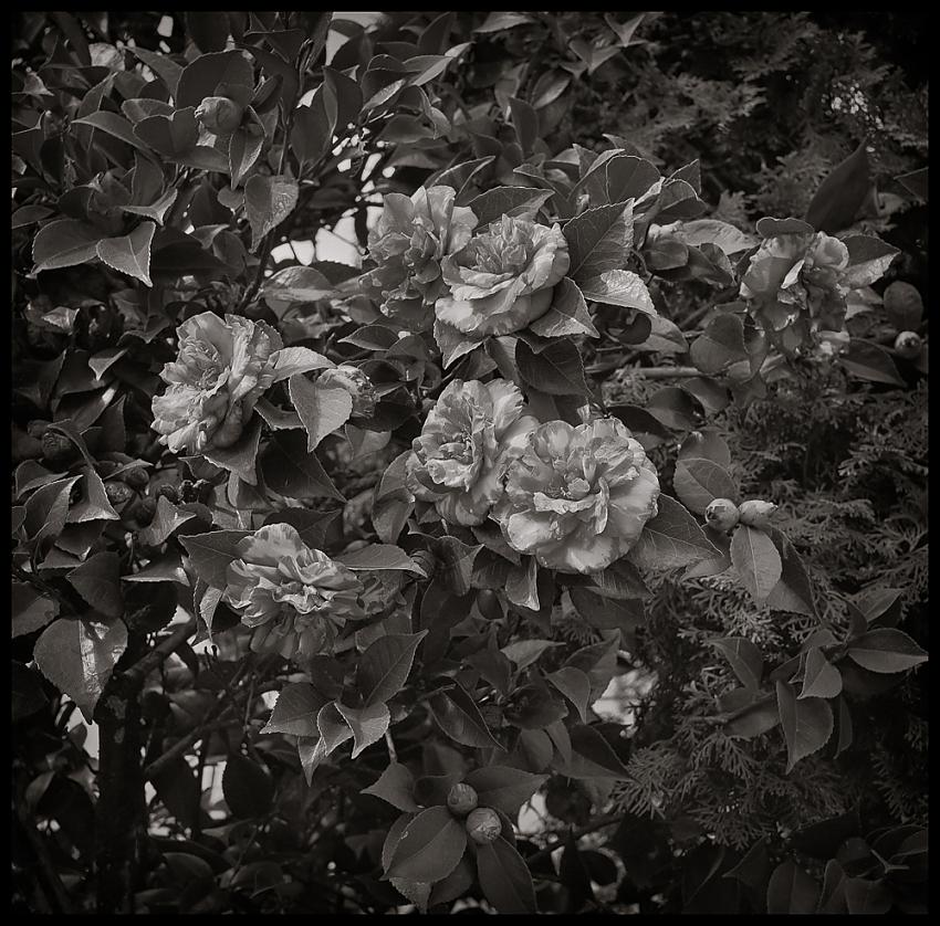 Camellias