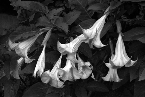 campanullas