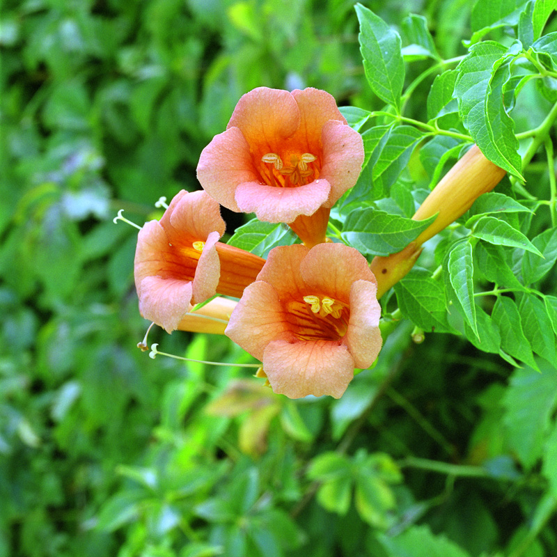 Campsis (trumpet vine)