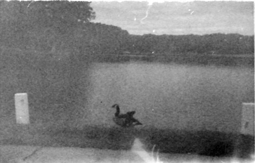 Canada Goose In 110