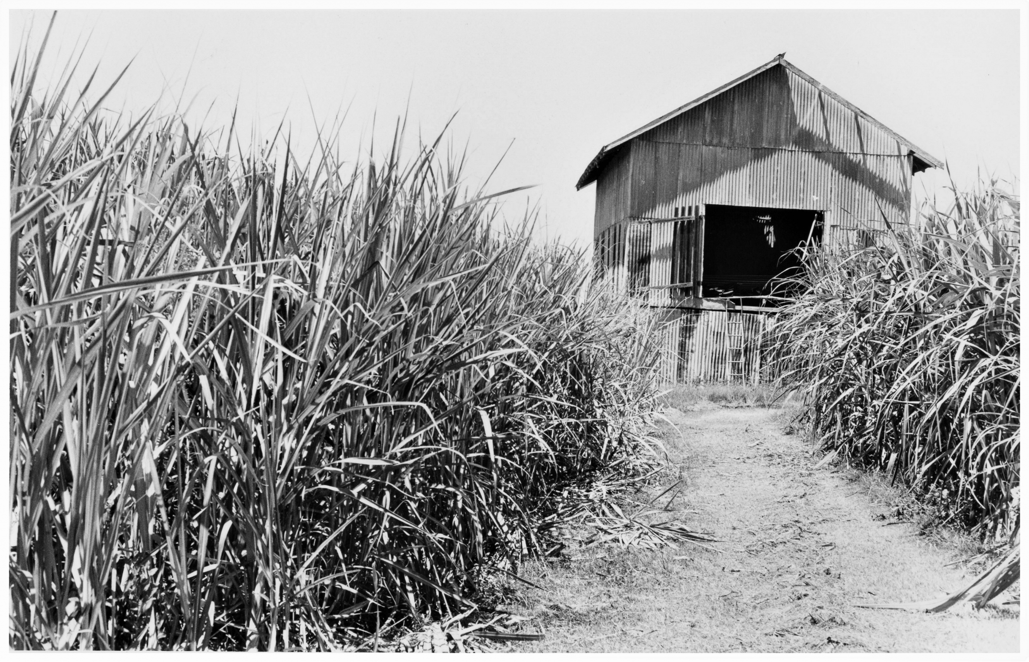 Cane