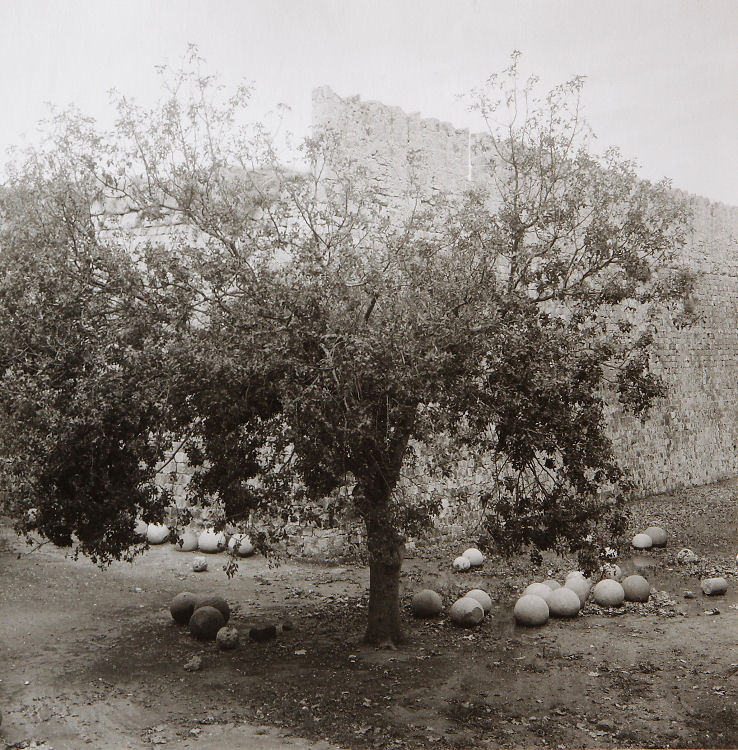 Cannon Ball Tree