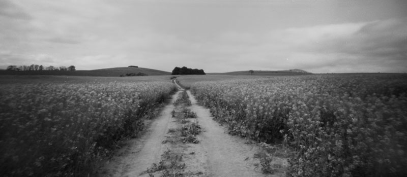 Canola Field