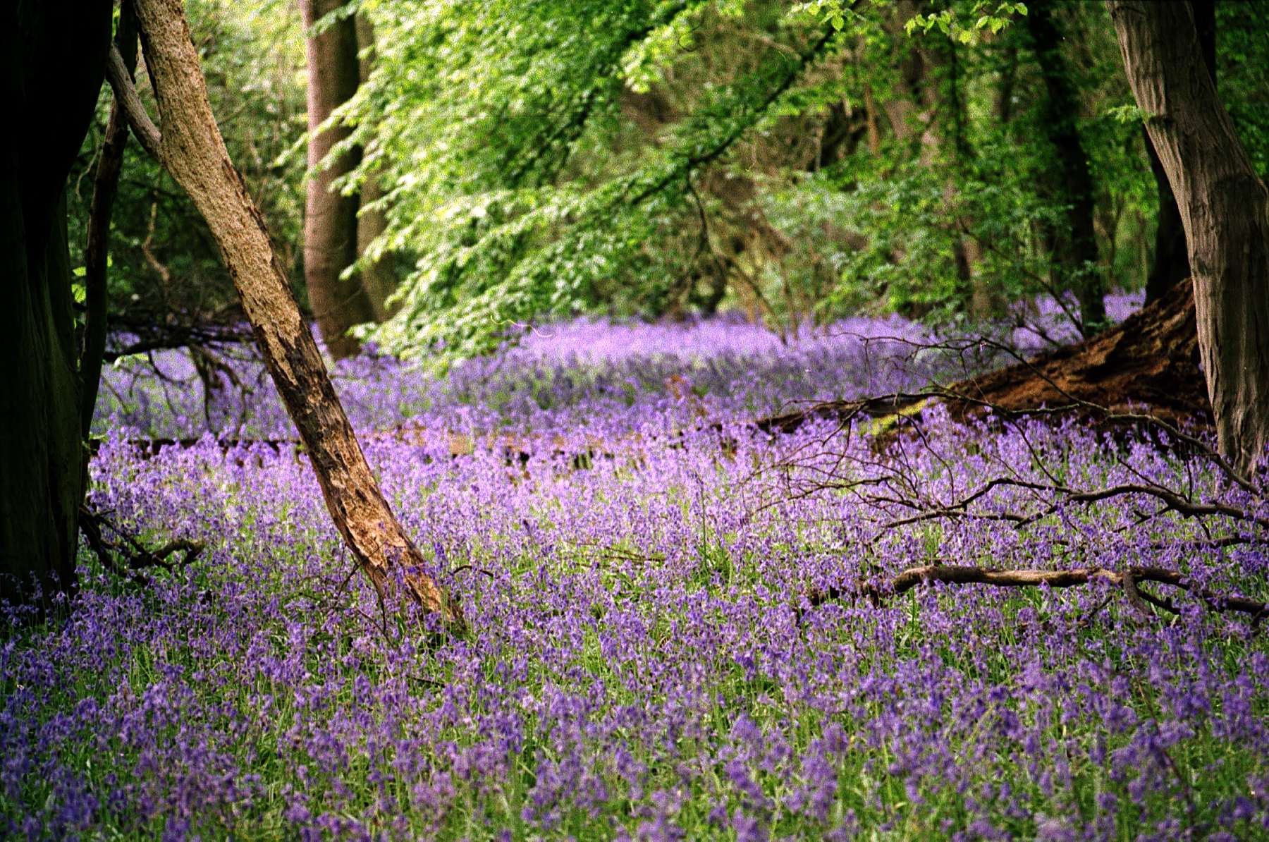 Canon A-1 with Cinestill 50 tests 01