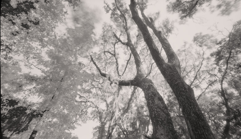 canopy