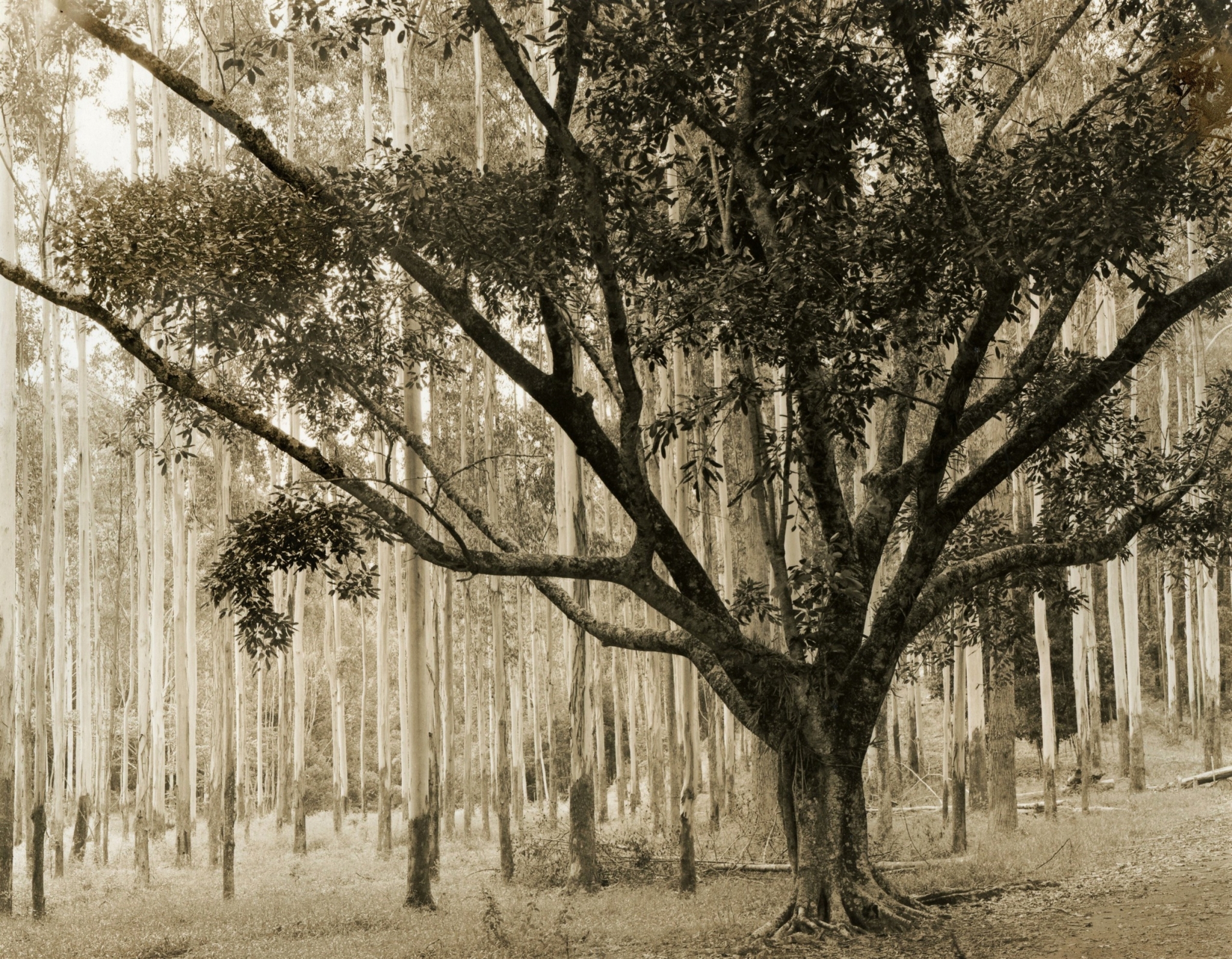 Cant see the forest for the tree.