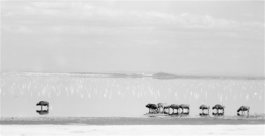 Cape buffalo, Lake Manyara