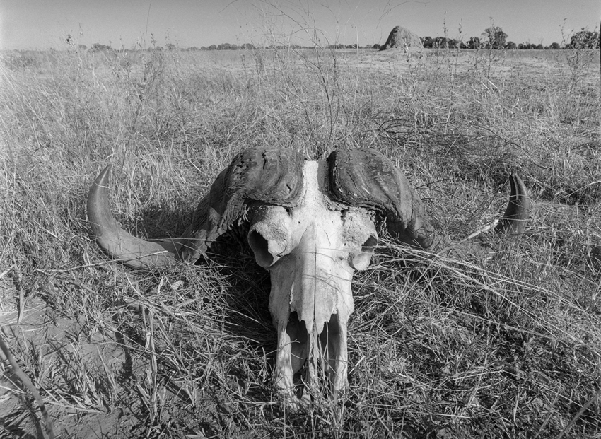 Cape buffalo skull, Okavango, Botswana