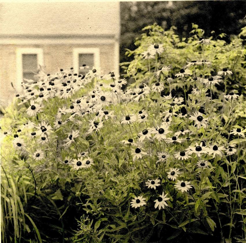Cape Cod 2012 (hand-colored)