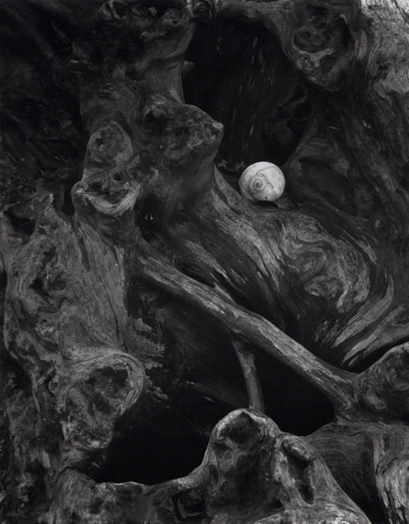 Carbon; Moonsnail on Driftstump