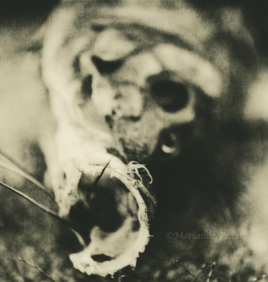 carcass 1