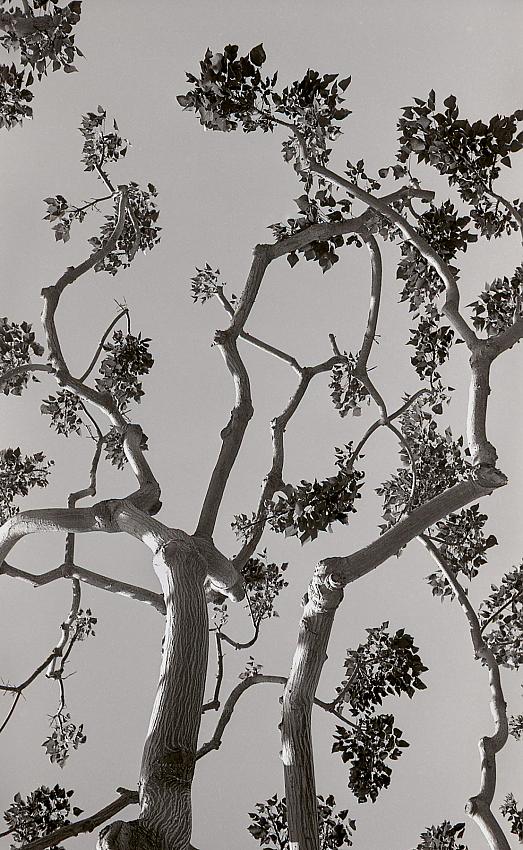 Carlsbad Tree #2