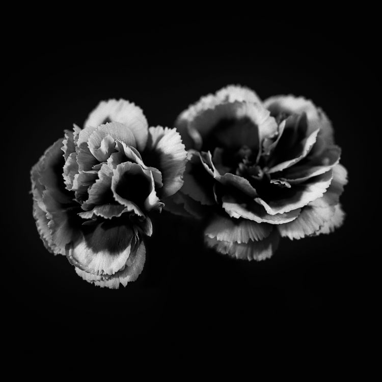 Carnations