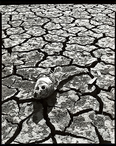 Carp & mud... drought