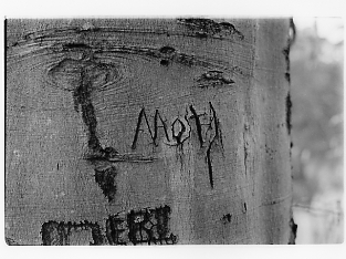 Carving a tree