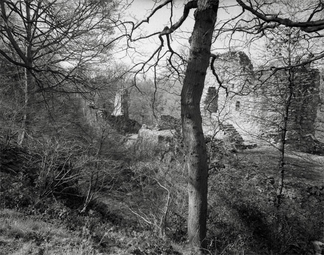 Castle in the wood