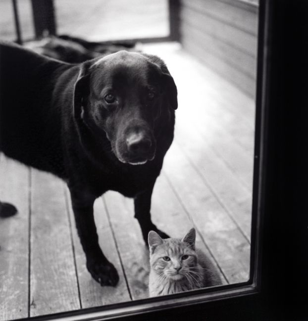 Cat & Dog