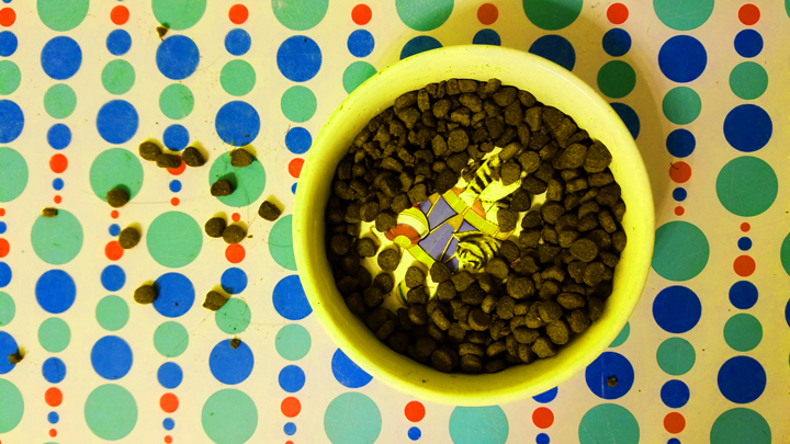 Cat Food