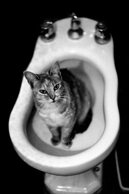 cat interrupted