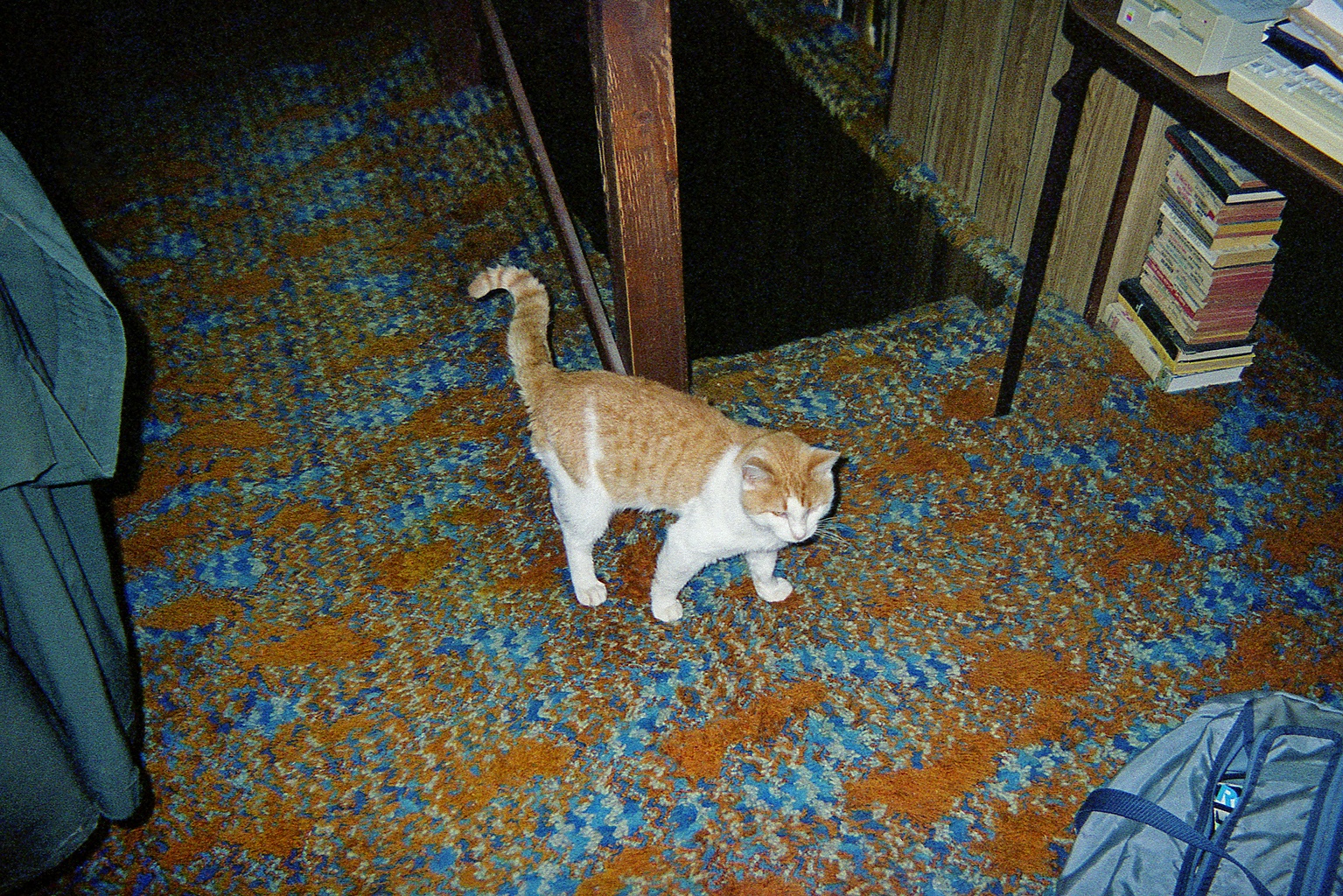 Cat On A Hot Shag Rug