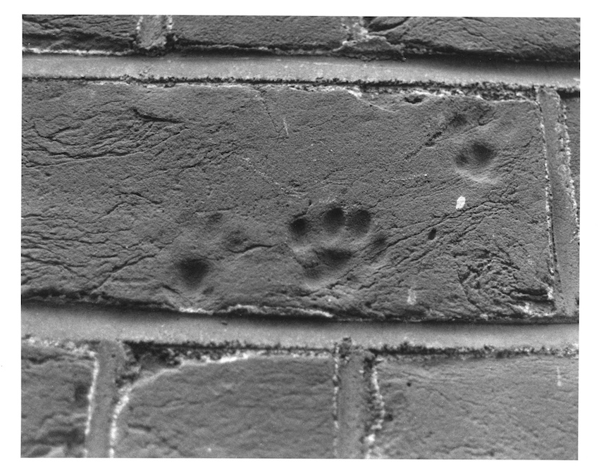 Cat Paw Brick print print