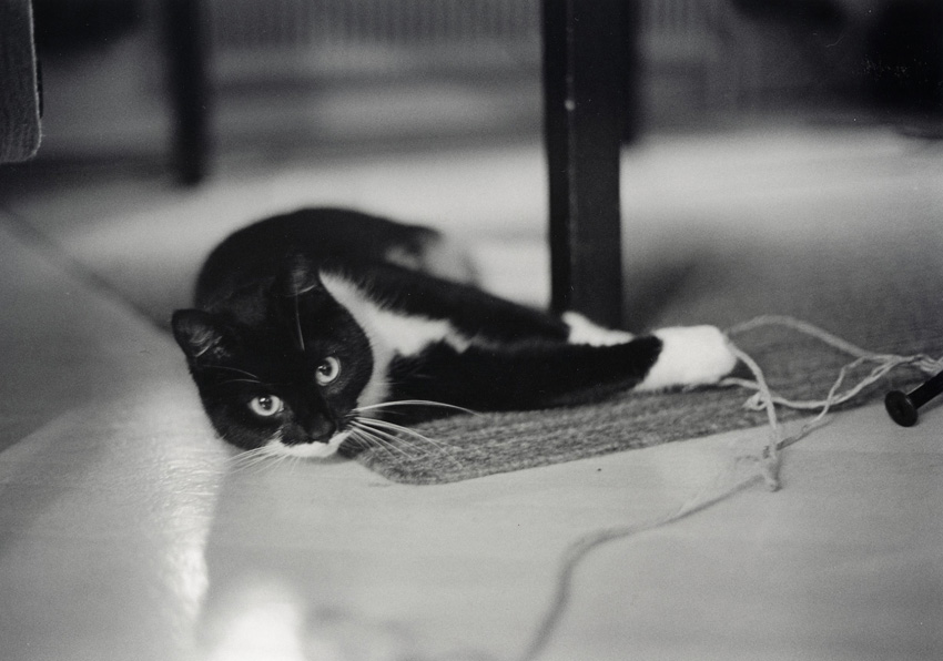 Cat playing with filmspool