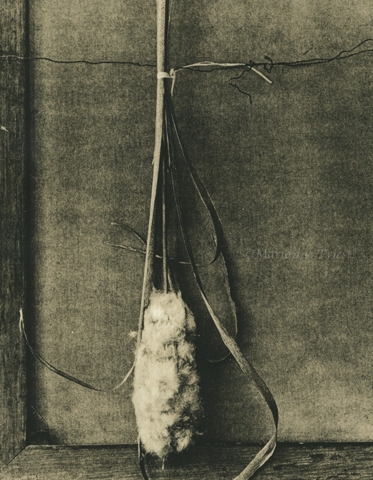 cat tail on fomabrom