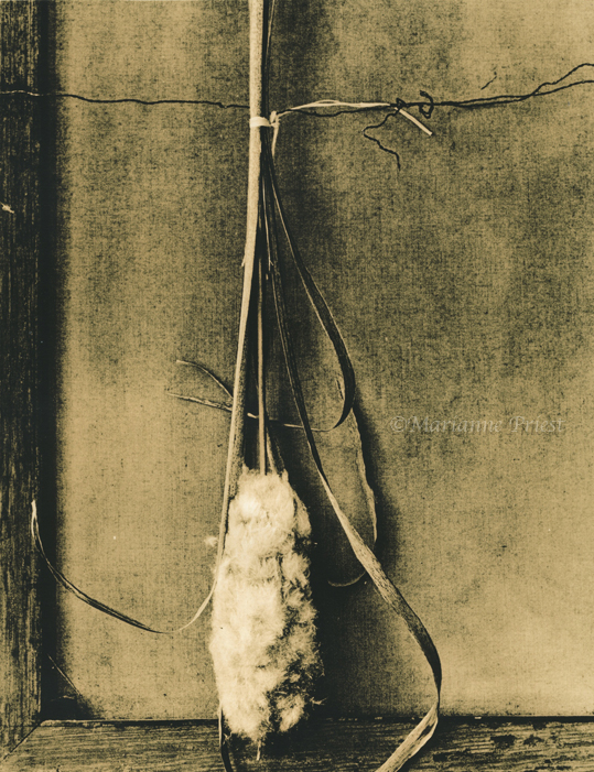 cat tail on fomatone