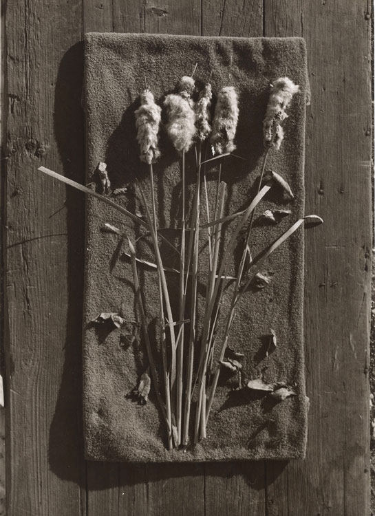 Cat Tails #1