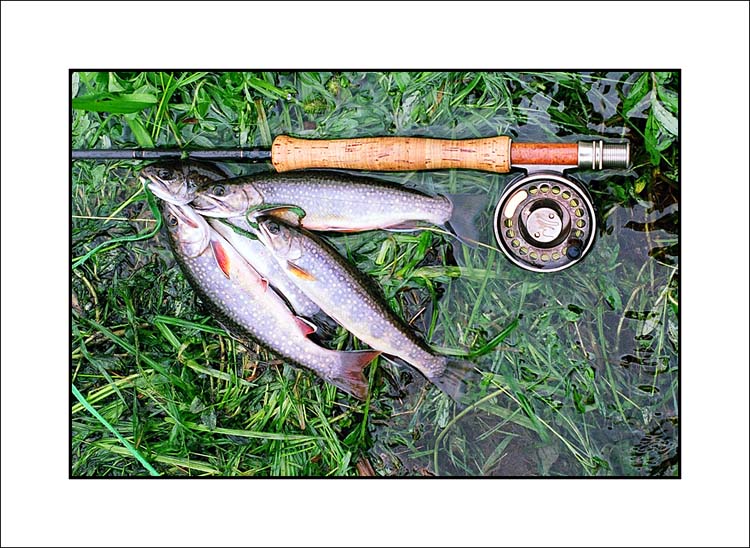 Catch of the Day