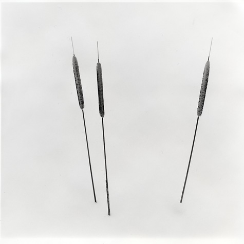 Cattails in Snow