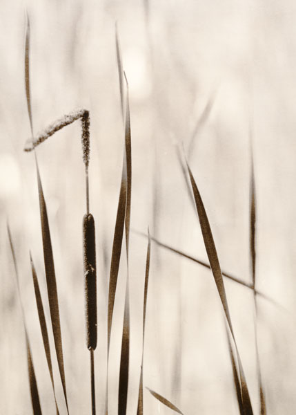 Cattails on O'Neal Lake