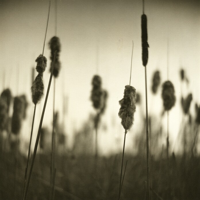 Cattails