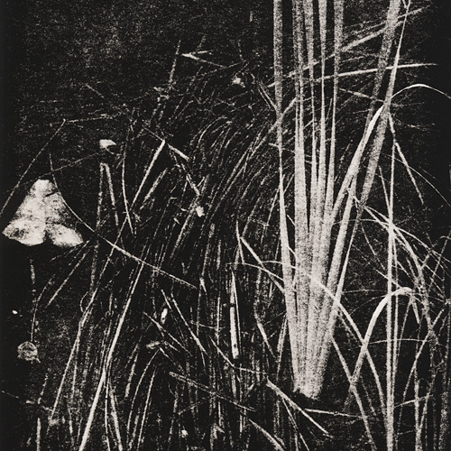 Cattails