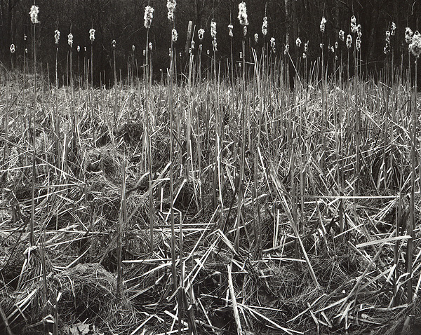 Cattails