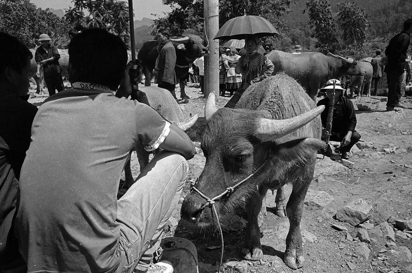 Cattle Fair