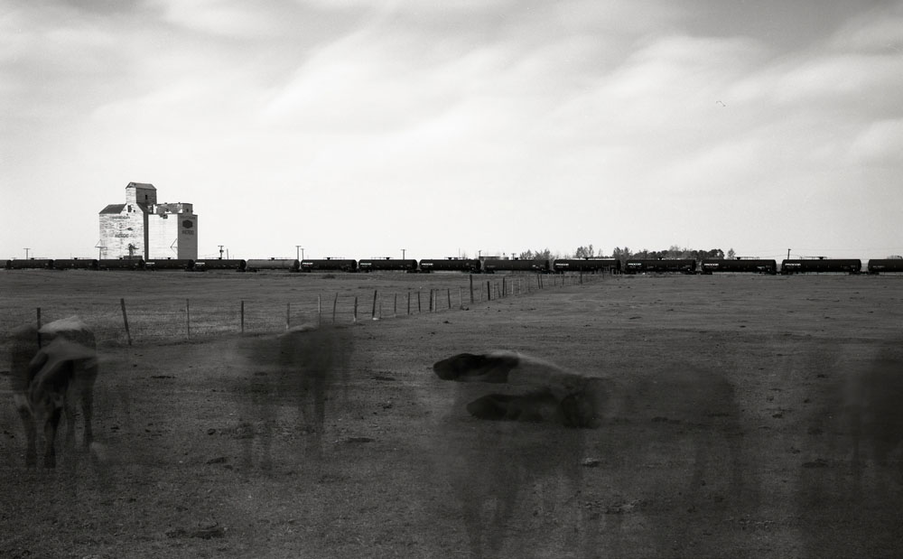 Cattle on the Move