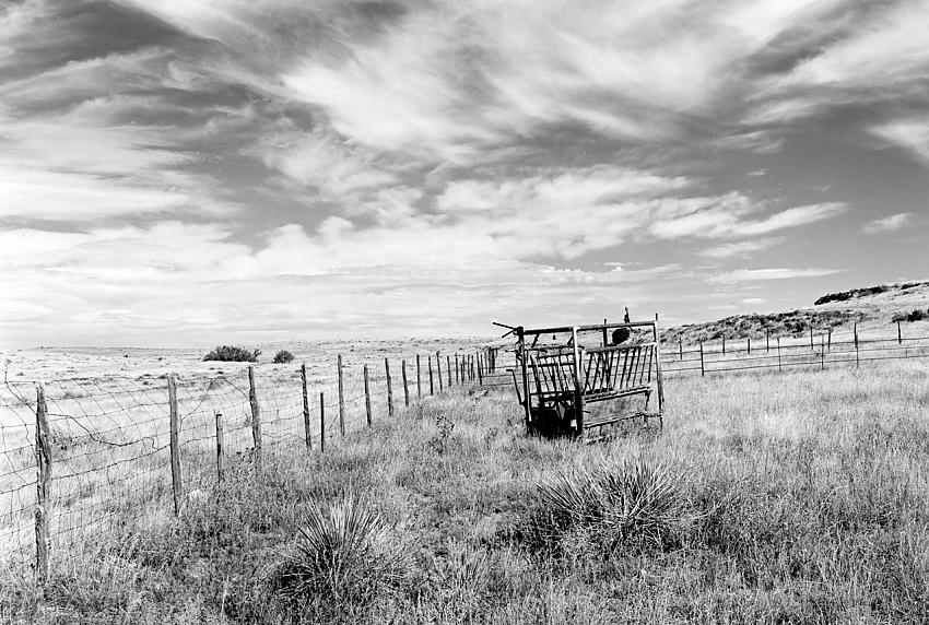 Cattle Squeeze
