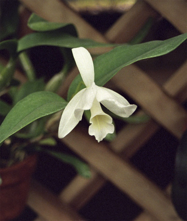 Cattleya Skinneri alba (sp.)