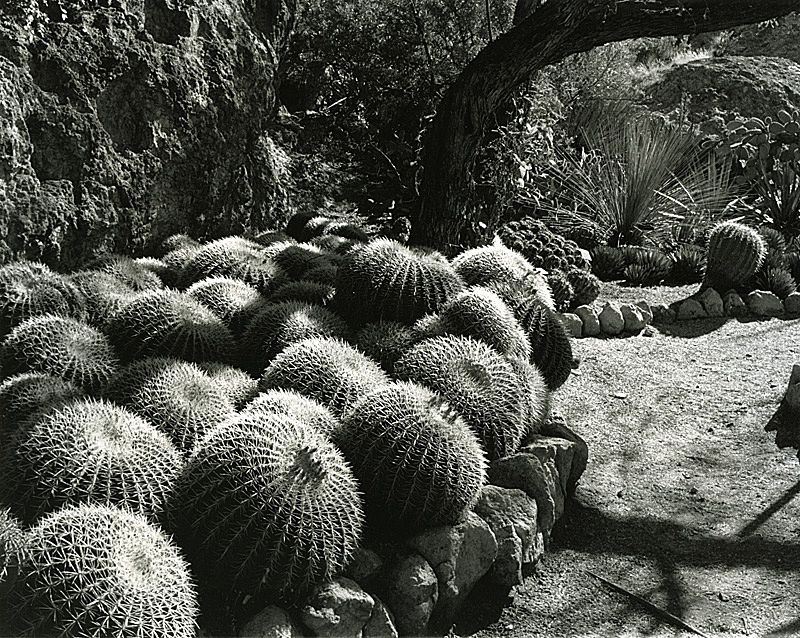 Catus at Bryce Thompson Arboretum