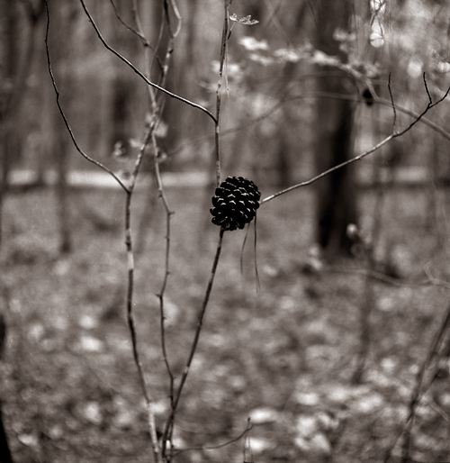 caught pine cone