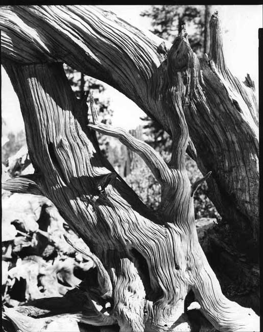 Cedar Root, 9,000'