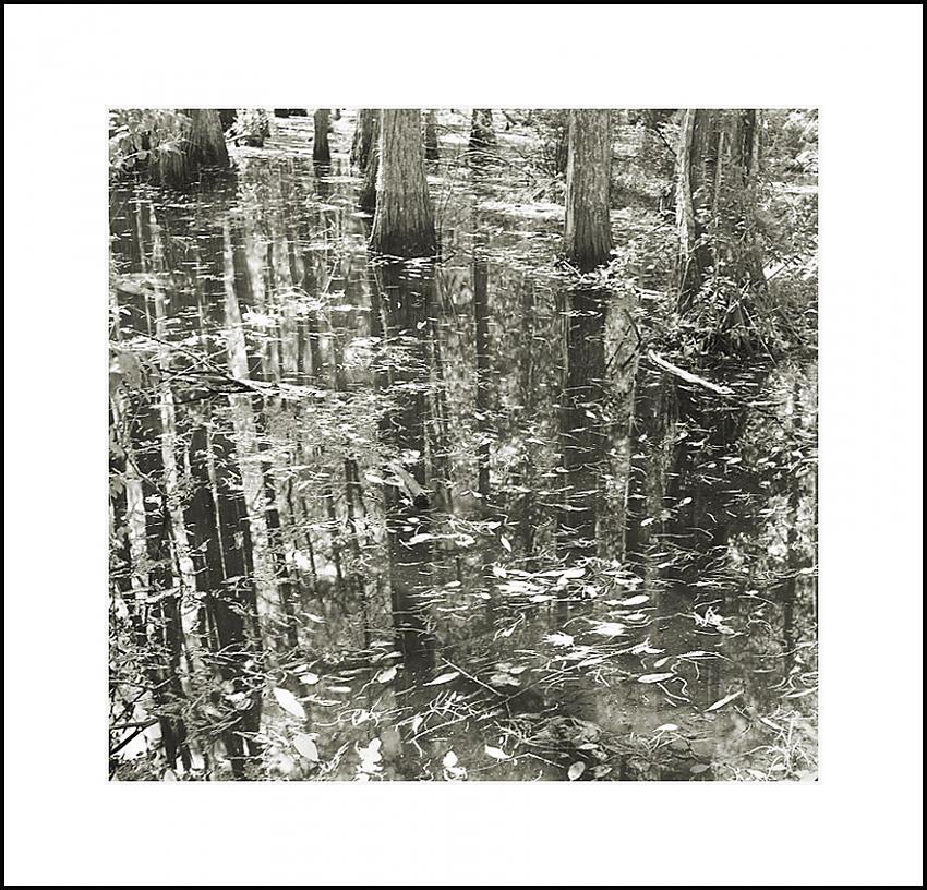 Cedar Swamp