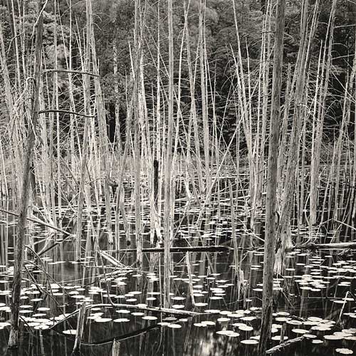 Cedar Thicket, O'Neil Lake