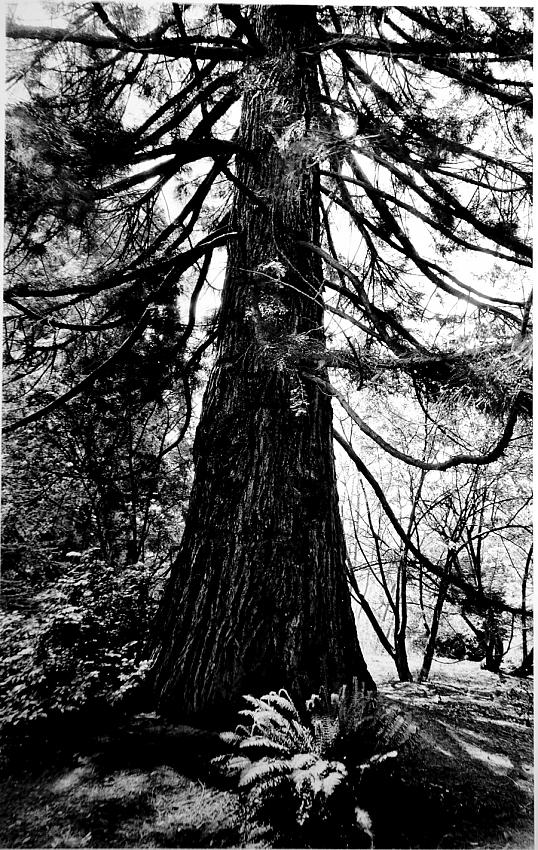 cedar