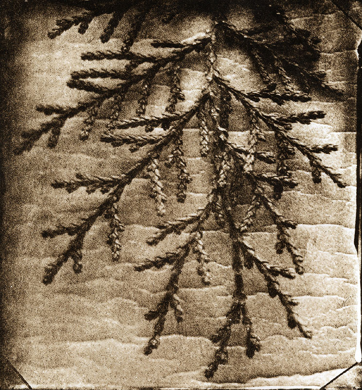 Cedar