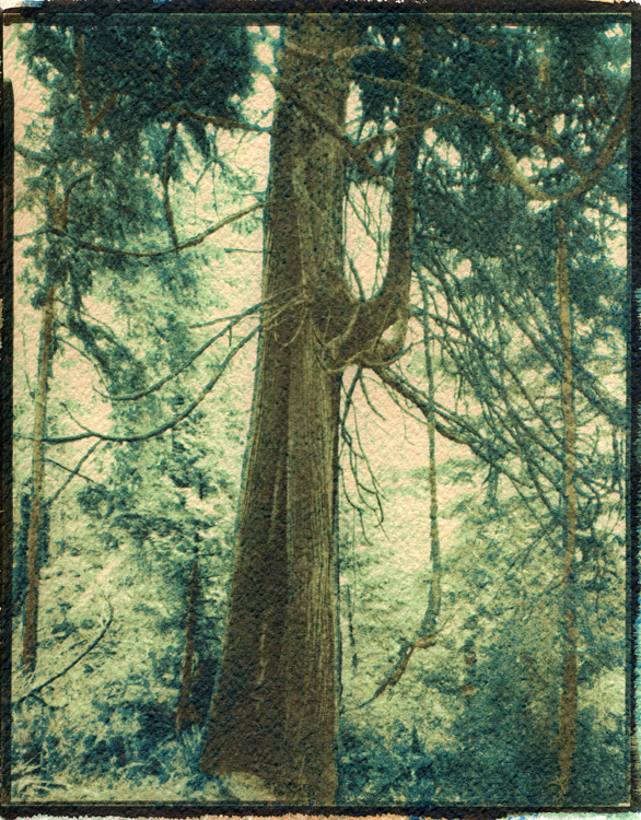 Cedar